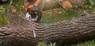 Best Stump Grinding and Removal  in Cordele, GA