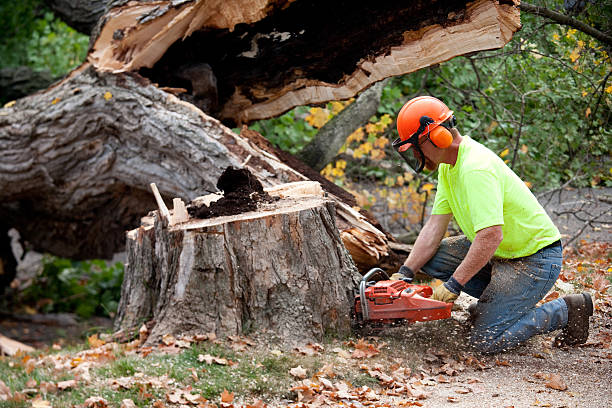 Best Tree Health Inspection  in Cordele, GA