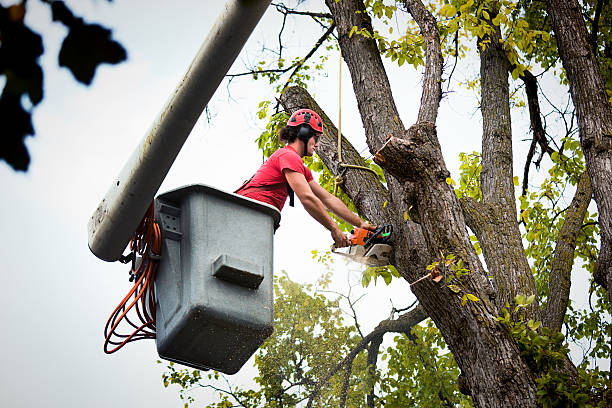 Best Palm Tree Trimming  in Cordele, GA