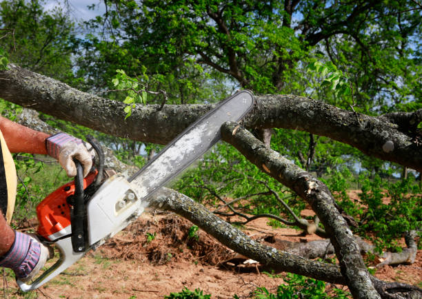 Best Hedge Trimming  in Cordele, GA